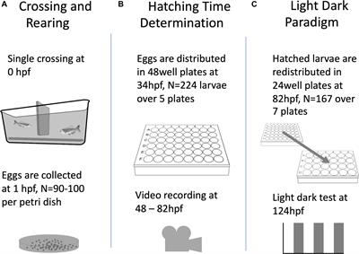 Detailed Analysis of Zebrafish Larval Behaviour in the Light Dark Challenge Assay Shows That Diel Hatching Time Determines Individual Variation